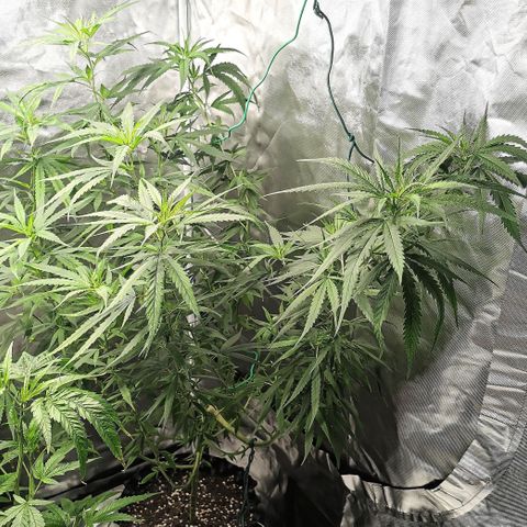 Gorilla OG growlog timeline photo