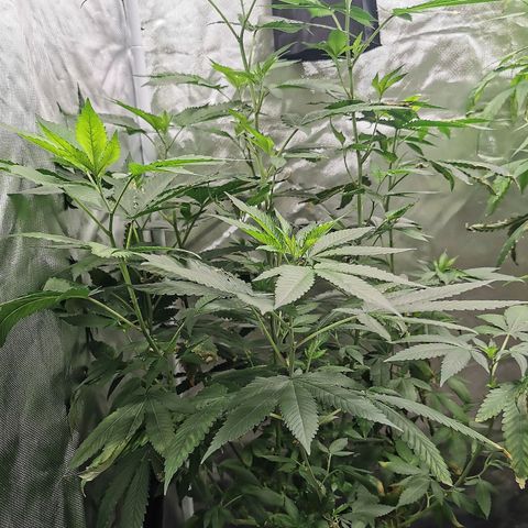 COP growlog timeline photo