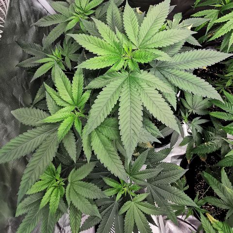 COP growlog timeline photo