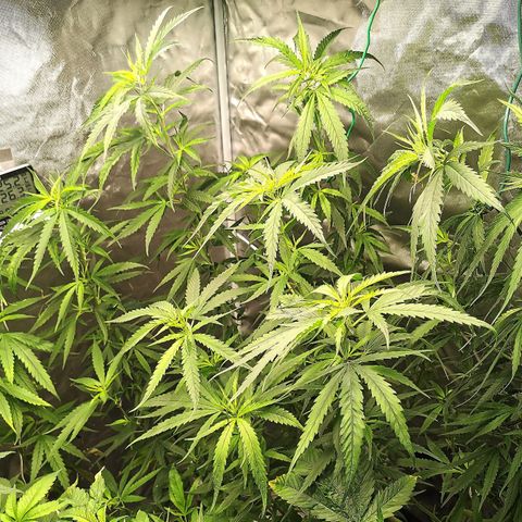 Gorilla OG growlog timeline photo