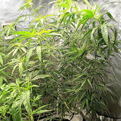 Gorilla OG growlog timeline photo
