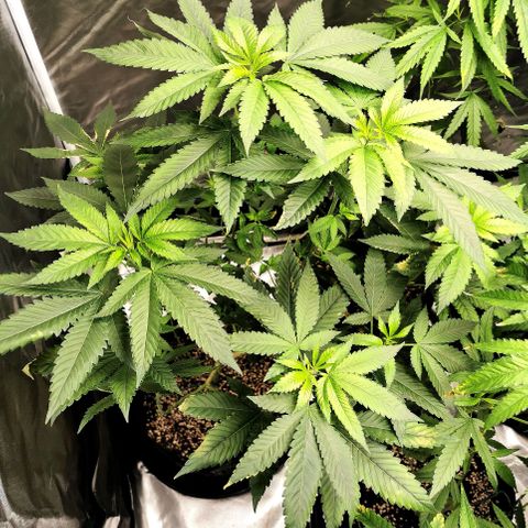 COP growlog timeline photo