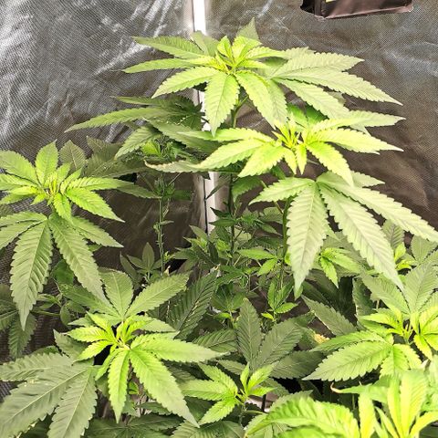 COP growlog timeline photo