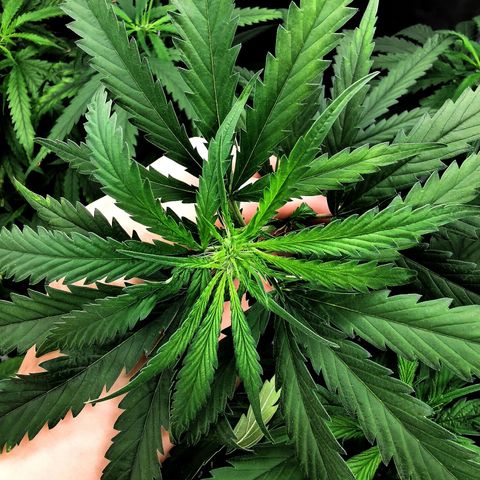 Gorilla OG growlog timeline photo