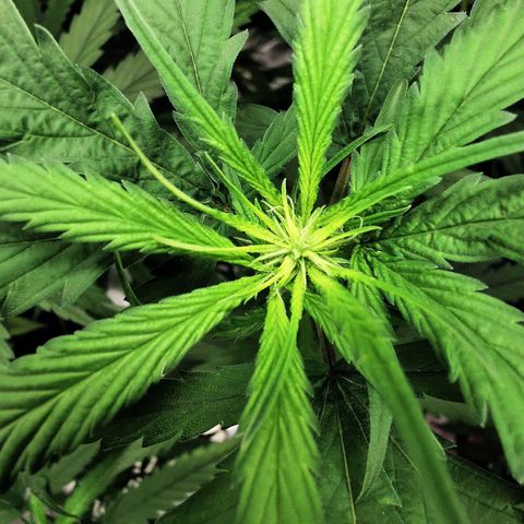 Gorilla OG growlog timeline photo