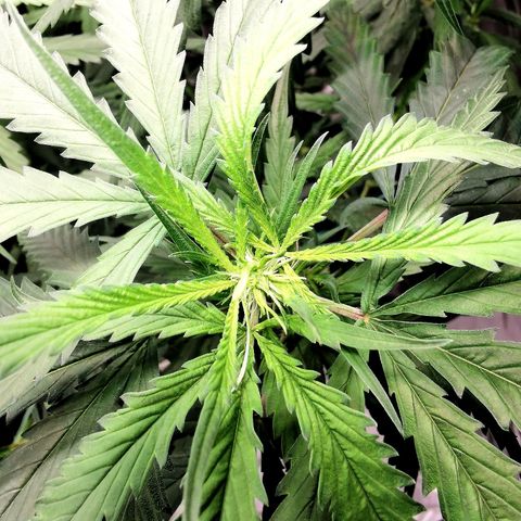 Gorilla OG growlog timeline photo