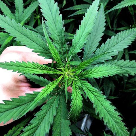 Gorilla OG growlog timeline photo