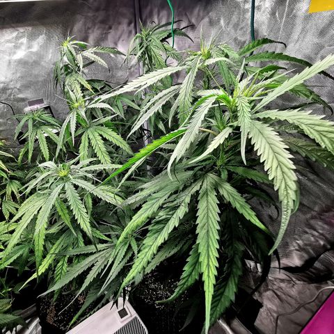 Gorilla OG growlog timeline photo