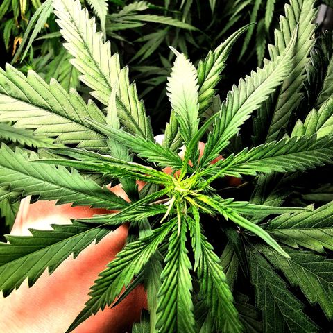 Gorilla OG growlog timeline photo