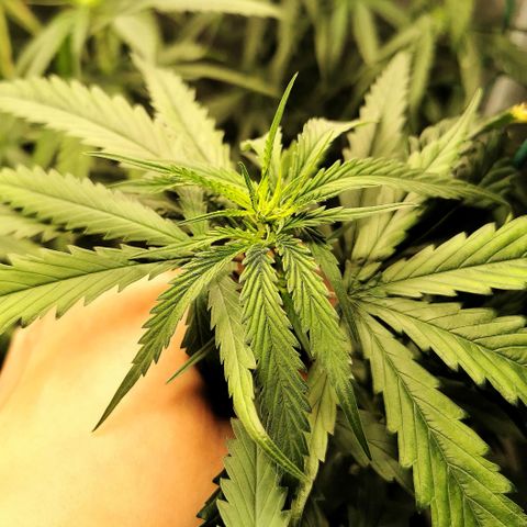 Gorilla OG growlog timeline photo