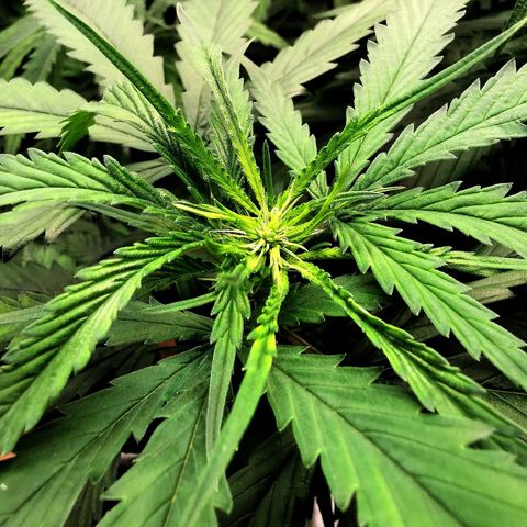 Gorilla OG growlog timeline photo