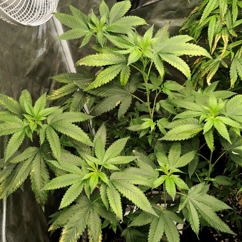 COP growlog timeline photo