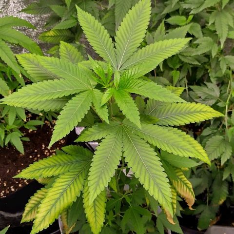 COP (clone2) growlog timeline photo