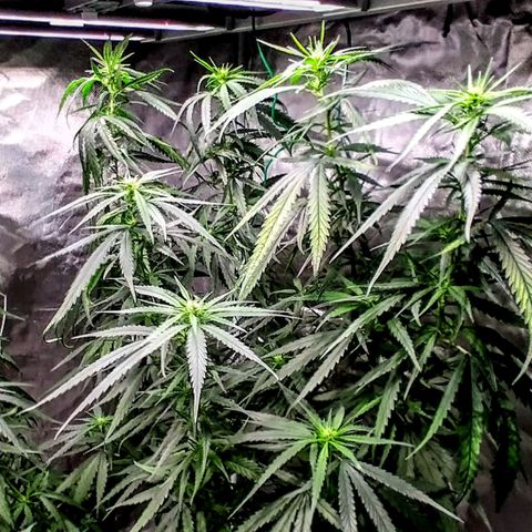 Gorilla OG growlog timeline photo