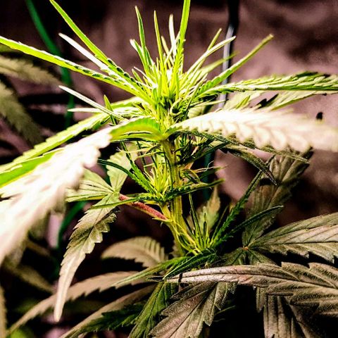 Gorilla OG growlog timeline photo