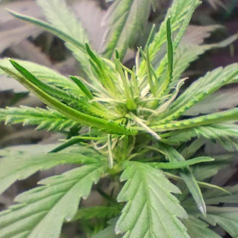 Gorilla OG growlog timeline photo