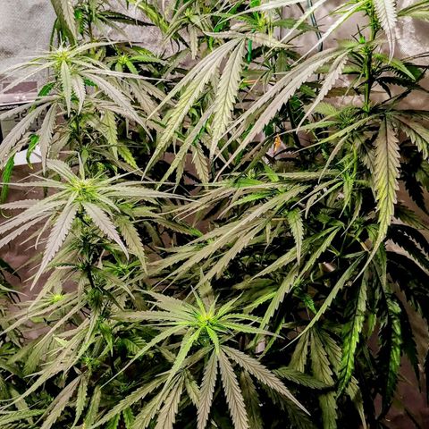 Gorilla OG growlog timeline photo