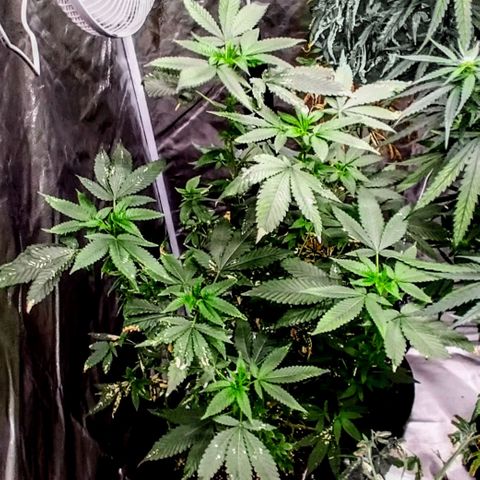 COP growlog timeline photo