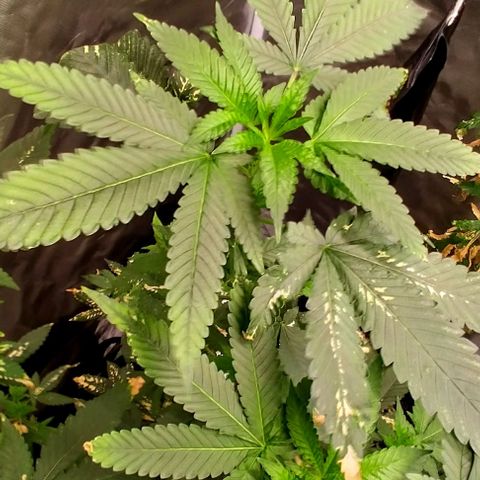 COP growlog timeline photo