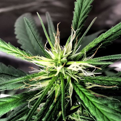 Gorilla OG growlog timeline photo