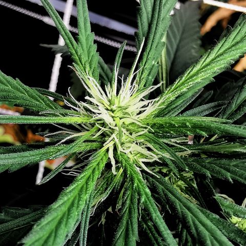 Gorilla OG growlog timeline photo