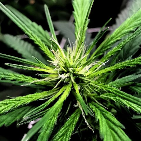 Gorilla OG growlog timeline photo