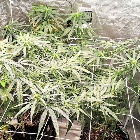 Gorilla OG growlog timeline photo