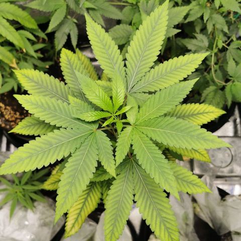 COP (clone2) growlog timeline photo