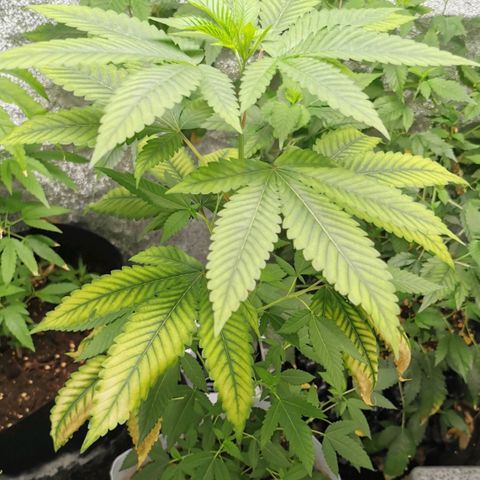 COP (clone2) growlog timeline photo