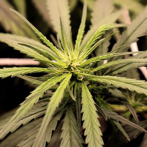 Gorilla OG growlog timeline photo