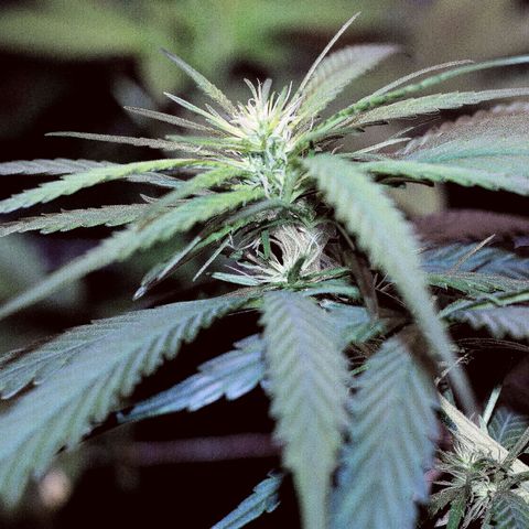 Gorilla OG growlog timeline photo