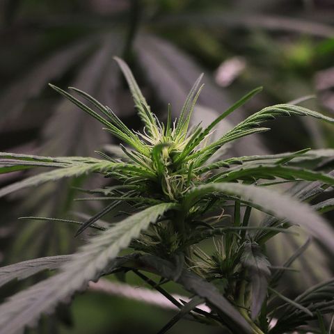 Gorilla OG growlog timeline photo