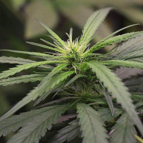 Gorilla OG growlog timeline photo