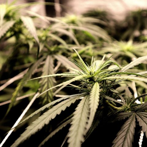Gorilla OG growlog timeline photo