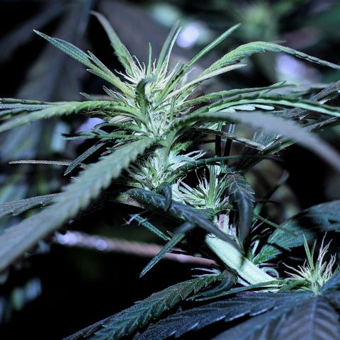 Gorilla OG growlog timeline photo