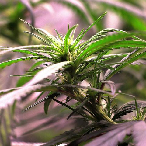 Gorilla OG growlog timeline photo