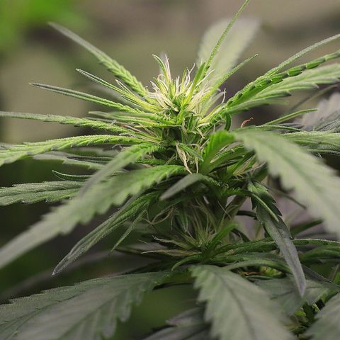 Gorilla OG growlog timeline photo
