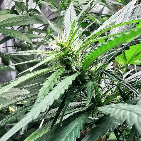 Gorilla OG growlog timeline photo