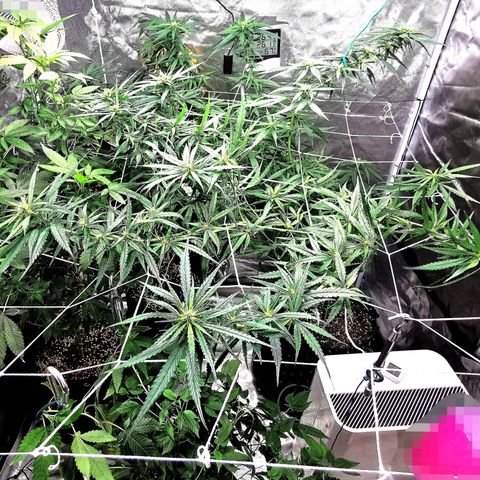 Gorilla OG growlog timeline photo