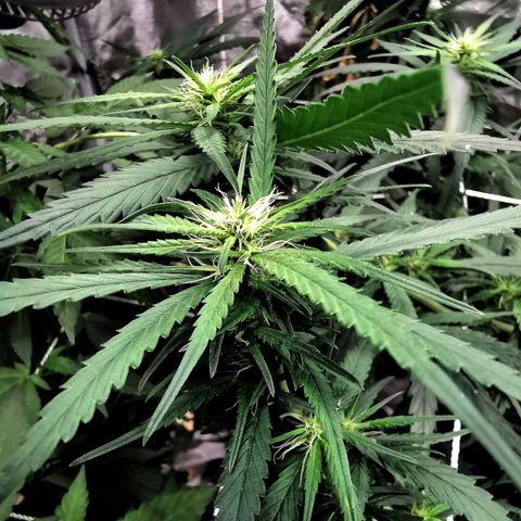 Gorilla OG growlog timeline photo