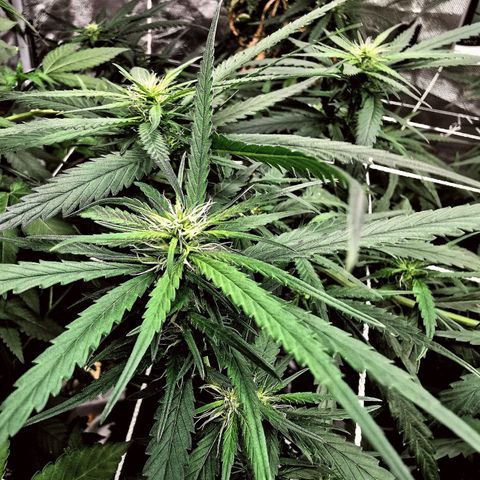 Gorilla OG growlog timeline photo