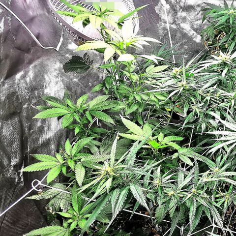 COP growlog timeline photo