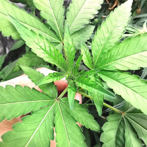 COP growlog timeline photo