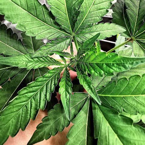 COP growlog timeline photo