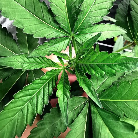 COP growlog timeline photo