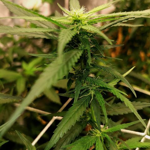 Gorilla OG growlog timeline photo