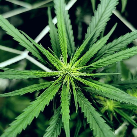 Gorilla OG growlog timeline photo