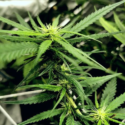 Gorilla OG growlog timeline photo