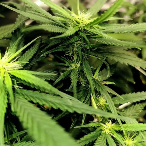 Gorilla OG growlog timeline photo
