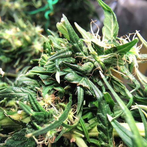 Gorilla OG growlog timeline photo